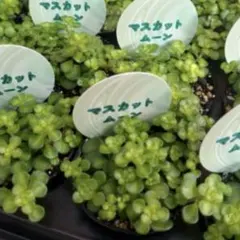 ②⚀1️⃣genkiさん専用