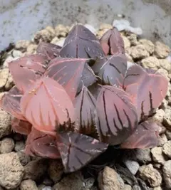 多肉植物 ハオルチア 舞姫オブツーサ錦 鮮明錦 糊斑 - メルカリ