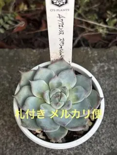 あ*く様 多肉風月さん サバテマ メルカリ便 札付き・抜き苗 札付き 風コラtypeⅡ×絆 多肉風月 抜き苗 - メルカリ