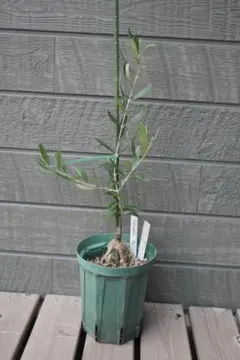 2025年最新】オリーブ苗木 カラマタの人気アイテム - メルカリ