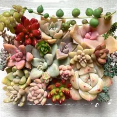 多肉植物 カット苗詰め合わせ 寄せ植えセット 《63》 多肉弁当 セダム