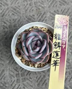 2026年最新】龍鱗蓮華の人気アイテム - メルカリ