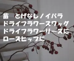 Bとげなしノイバラ　2ポット　ポット発送　とげがない　クラフトやローズヒップに