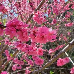 mk様 専用ページ