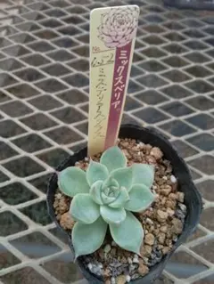 ちいすけ様 リクエスト 3点 まとめ商品