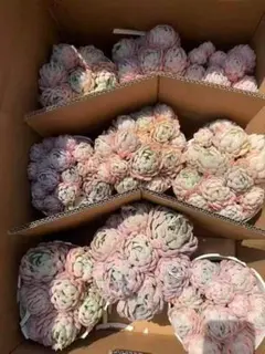 Top【選抜株】多肉植物　264051ベリー　9個　鉢無し/脱土