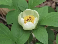 山野草（シラネアオイ科） 白花八重咲きシラネアオイ～妖精の舞） 種子