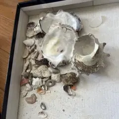 天然貝殻セット