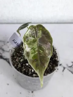 hinanami様 リクエスト 2点 まとめ商品