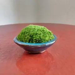 【特価】キュートな苔盆栽 細羽翁苔 ホソバオキナゴケのミニ盆栽 素敵な盆栽鉢付きのサムネイル