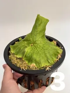 種10粒 Euphorbia pentops - メルカリ