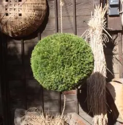 杉玉　約30センチ‼️縁起物　丸くて幸せ　家族円満♪ 杉玉 約30㎝‼️縁起物 丸くて幸せ 家族円満♪ 杉玉 約