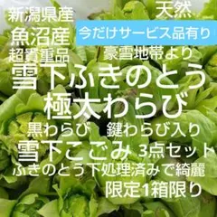 4/24迄！新潟！貴重！雪下ふきのとう！極太黒わらび、鍵わらび　こごみ3点セット