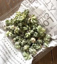 多肉植物　プロリフィカ　カット苗　詰め合わせのサムネイル