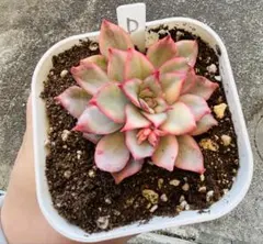 多肉植物　エケベリア　韓国苗　カット苗　月光女神錦　D