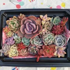 多肉植物寄せ植え用詰め合わせ多肉弁当ダスティローズ入りカラフルセット❤︎