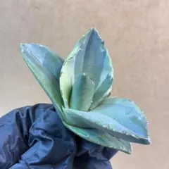 2026年最新】agaveの人気アイテム - メルカリ