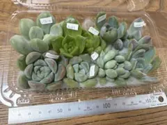 多肉植物 カット苗 寄せ植え 名前付き②のサムネイル