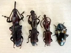 ともみ様 リクエスト 2点 まとめ商品