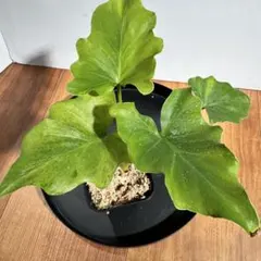 2026年最新】斑入りセロームの人気アイテム - メルカリ