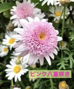 こぎとあ様 リクエスト 2点 まとめ商品