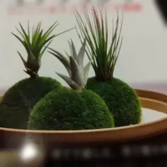 エアプランツ アレンジ&ティランジア図鑑