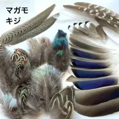 鳥の羽根　キジ•マガモの羽