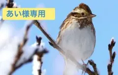 【あい様専用】サンリオ ハンギョドン⑥＋⑪＋ラストSP