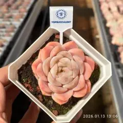 2026年最新】オレンジモンローの人気アイテム - メルカリ