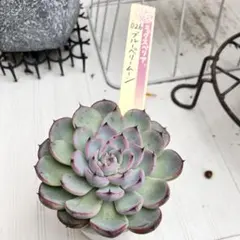 2025年最新】ミックスベリア 円の人気アイテム - メルカリ