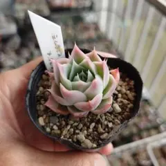 17.多肉植物 S.ラグナサンチェス×チワワエンシスイェコラ オリジナル