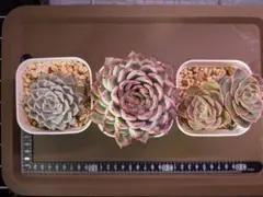 [鉢ごと]ミックスベリア おらいさん苗３種