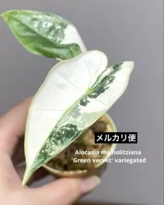 2026年最新】レア種アロカシアの人気アイテム - メルカリ