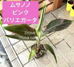 ムサノノ バナナ苗 Musa Nono Pink 斑入り - メルカリ