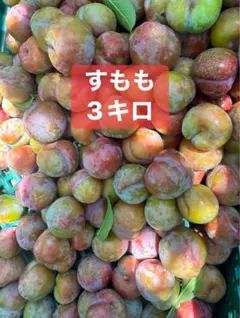 奄美大島産 硬いすもも 3kg - メルカリ