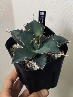 ちゅん様 リクエスト 2点 まとめ商品