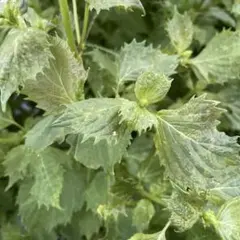 新鮮野菜 大きな大葉 約80〜100枚 - メルカリ