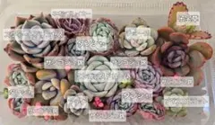 多肉植物　寄せ植え　カット苗　セット　エケベリア　セダム　グラプト　クラッスラa