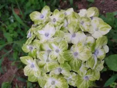 2025年最新】アジサイ 苗 輸入の人気アイテム - メルカリ