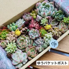 2025年最新】韓国苗多肉植物の人気アイテム - メルカリ