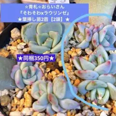 2026年最新】おらいさん苗 そわそわの人気アイテム - メルカリ