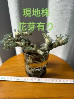 早い者勝ち 超極太 実生 パキプス オペルクリカリアパキプス - メルカリ