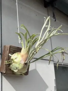 専用 veitchii wild とveitchiiwild Australia P. veitchii wild Australia (ビーチー ベイチー オーストラリア