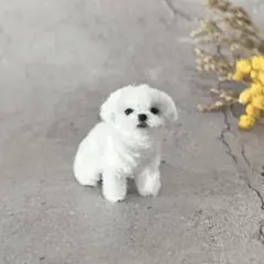 モールアート　犬　マルチーズ　おすわり