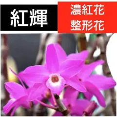 紅輝　セッコク　石斛　長生蘭　山野草　ガーデニング　観葉植物　着生蘭　草花　庭木のサムネイル