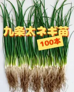 ネギ苗 50本セット 1人限定 - メルカリ