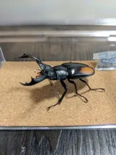 巨大な南米のテイオウハムシ【標本】 - メルカリ