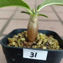 パキポディウム ウィンゾリー 国内実生 塊根植物 鉢ごと 速達付き 5