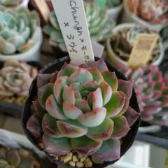 2025年最新】ラウイ 多肉の人気アイテム - メルカリ