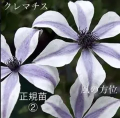 2025年最新】クレマチス風の方位の人気アイテム - メルカリ